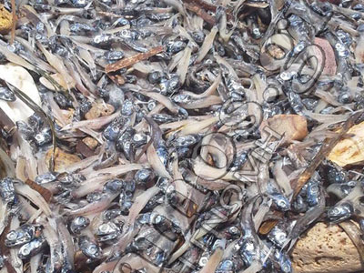 Νεκρά ψάρια στη Σάμο