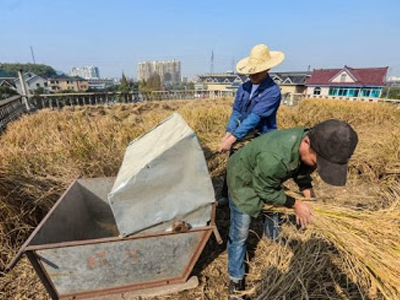 Καλλιέργησε στην ταράτσα του