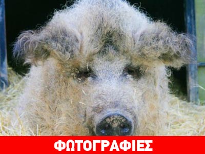 Το γουρουνάκι που μοιάζει με πρόβατο