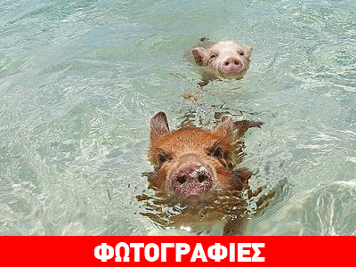 Όταν τα γουρουνάκια απολαμβάνουν το μπάνιο τους