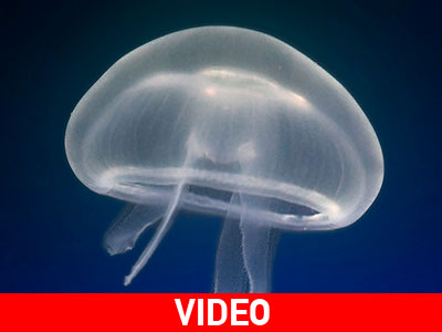 Το κυνήγι της μέδουσας στο λιμάνι της Πρέβεζας