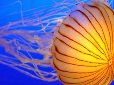 Αυστραλία: Μέδουσα επανεμφανίστηκε μετά από εκατό χρόνια