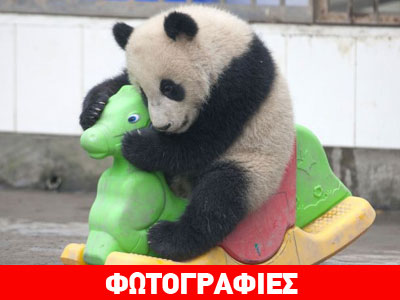 Το χαριτωμένο Panda που κάνει τραμπάλα