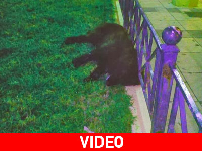 Φρίκη στην Κόρινθο! Δηλητηρίασαν πέντε σκυλιά