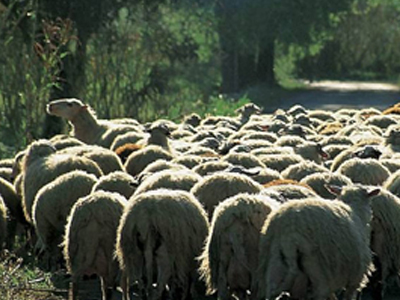 Έβρος: Μάχη ενάντια στην ευλογιά