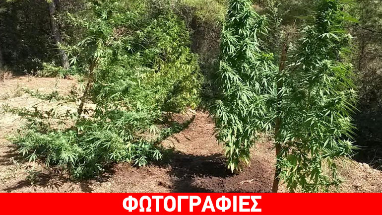 Σύλληψη για καλλιέργεια κάνναβης στη Θεσσαλονίκη