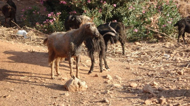 Κρήτη: Έσφαξαν οκτώ κατσίκες και πέταξαν τα κομμάτια τους σε χωριό των Χανίων