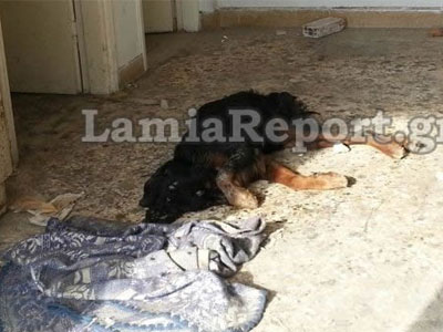 Λαμία: Σκύλος σε αποσύνθεση στο Δημαρχείο