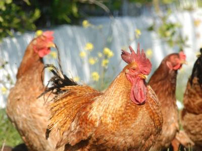 Αγρίνιο: Χαμός με τους κλεφτοκοτάδες