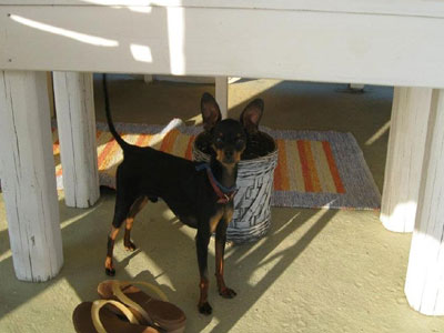 Χάθηκε ο Μαξ