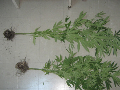 Kαλλιεργούσε κάνναβη στην αυλή του σπιτιού του