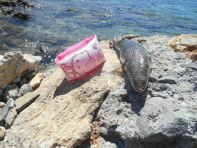 Πέτυχαν λαγόψαρο σε παραλία της Κρήτης