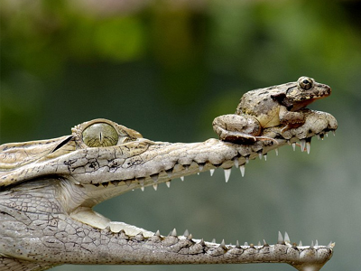 Ο θαρραλέος βάτραχος