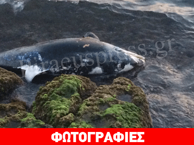 Βρέθηκε νεκρό δελφίνι στην Πειραϊκή