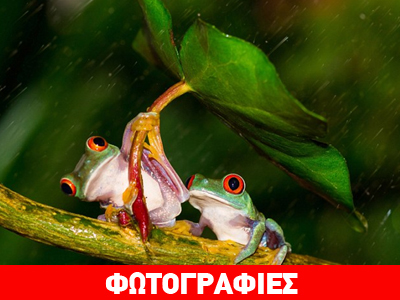 Όταν οι βάτραχοι γίνονται πρίγκιπες