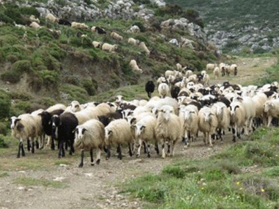 Ντοκιμαντέρ για την υπερβόσκηση στο Λασίθι