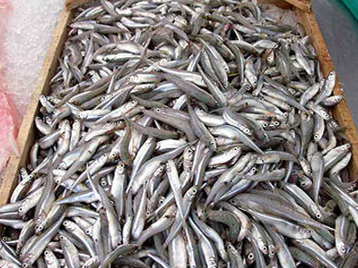 Κατασχέθηκαν ιχθυοκιβώτια στην Σάμο