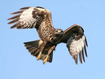 Η κλιματική αλλαγή επηρεάζει το μέγεθος των πτηνών;