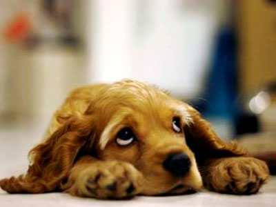 Παζάρι δώρων του συλλόγου «Φίλοι των Ζώων Χαλανδρίου»