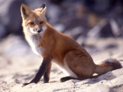 Ξεκίνησε ο εμβολιασμός των κόκκινων αλεπούδων