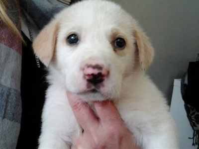 Μια οικογένεια για την ντελικάτη Coco