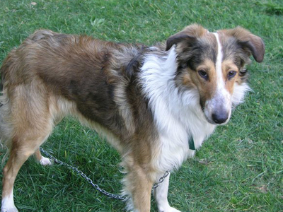 Χαρίζεται πανέμορφο σκυλάκι