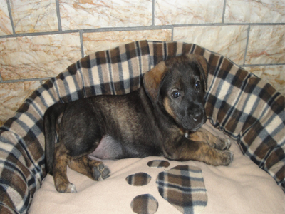 Χαρίζεται η Καραμελίτσα!