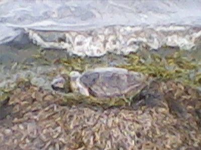 Δεν τα «κατάφερε» θαλάσσια χελώνα