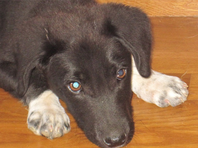 Κουταβάκι για χάρισμα