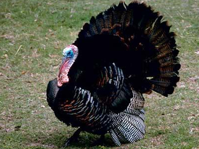 Σε γαλοπούλες εντοπίστηκε ο ιός H1N1