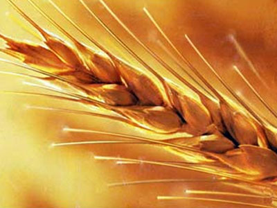 Ακριβό αλεύρι, ακριβότερο ψωμί