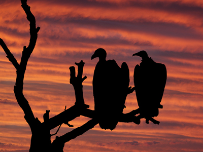 Απολογία τοκογλύφου: Δάκρυ, πόνος και ολίγος Παΐσιος…