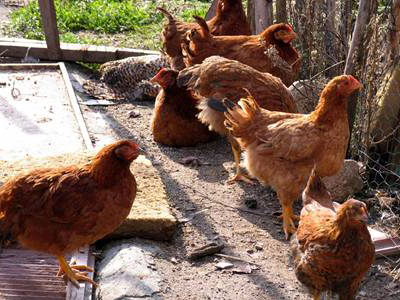 Ληστές με αδυναμία στα… κοτόπουλα!