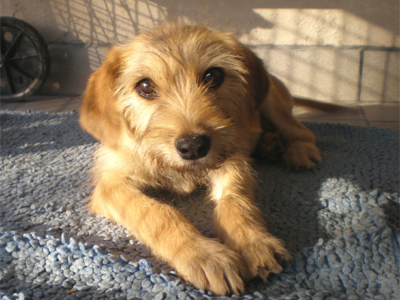 Αρσενικό κουταβάκι δίνεται για υιοθεσία