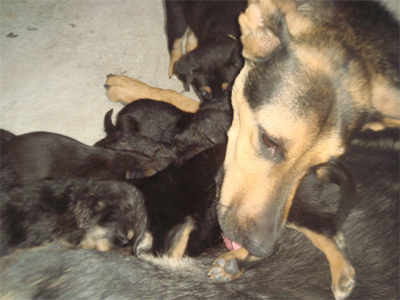 Σκυλάκια ζητούν οικογένεια