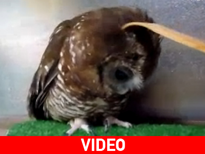 Άτιμο πράγμα η φαγούρα!