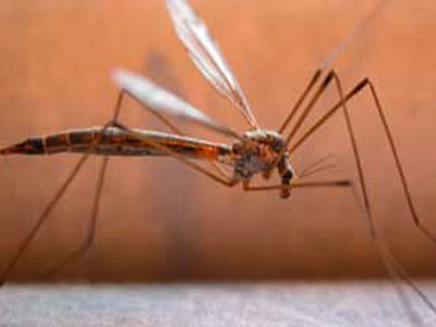 Κρούσμα εγκεφαλίτιδας στη Νάουσα