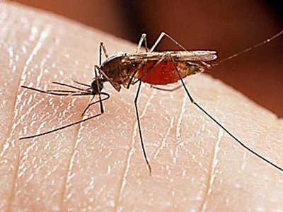 Οδηγίες για τις επίγειες κωνωποκτονίες