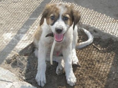 Μήπως είδε κανείς αυτό το κουταβάκι;