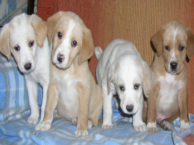 Κουταβάκια δίνονται για υιοθεσία