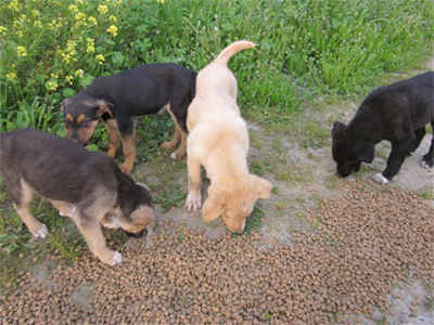 Χαρίζονται αξιαγάπητα κουταβάκια