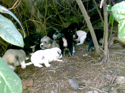 Κουταβάκια ψάχνουν σπιτάκι