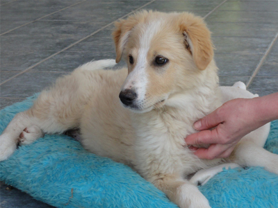 Κουταβάκι δίνεται για υιοθεσία