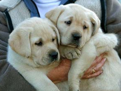 Άντρες της ΕΜΑΚ έσωσαν κουτάβια