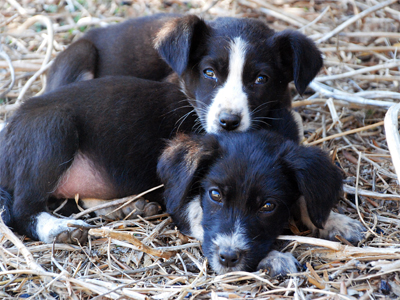Κουταβάκια αναζητούν οικογένεια