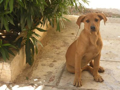 Κουταβάκια ζητούν φιλοξενία