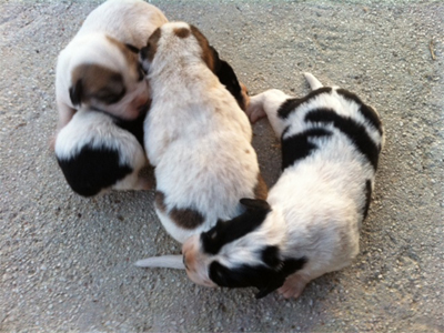 Κουταβάκια ψάχνουν σπιτάκι