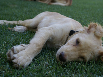 Ο γλυκός Billy ψάχνει σπιτάκι