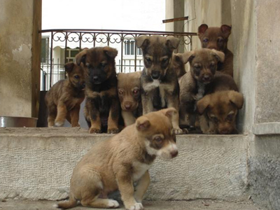 Χαρίζονται αδέσποτα κουτάβια
