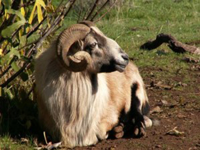 Κριάρι έστειλε κτηνοτρόφο στο νοσοκομείο